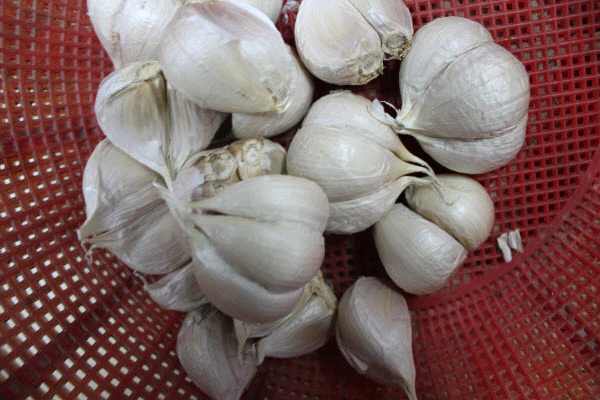 Organic Garlic