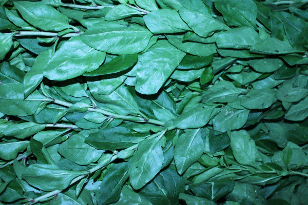 Organic Kou Ki Cai