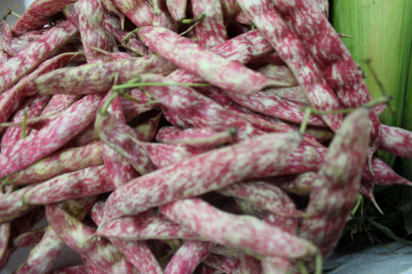 Organic Pearl Pea